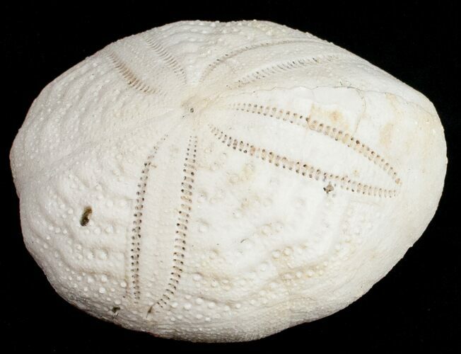 Fossil Sea Urchin From Florida - Lab Prepared #11710